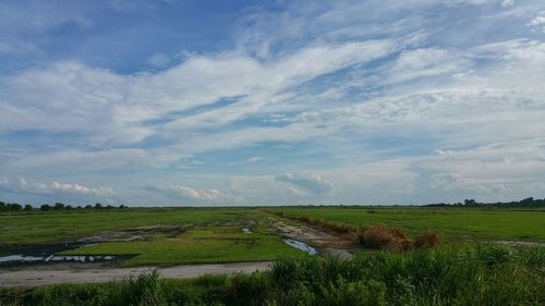 Scenic view of grassy field against sky