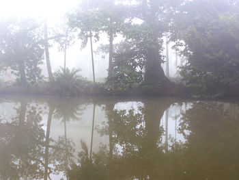 Reflection of trees on lake in forest