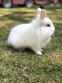 Close-up of white rabbit on field