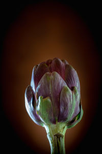 Close-up of flower bud against black background