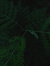 High angle view of fern leaves on tree