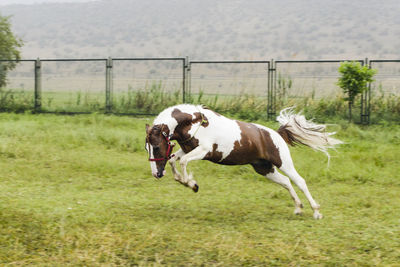 Horse running in a field