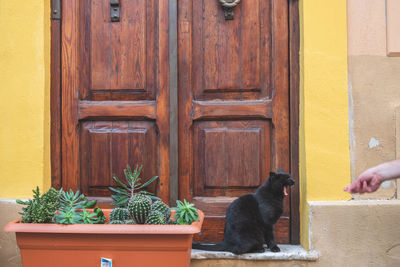 View of a cat with closed door