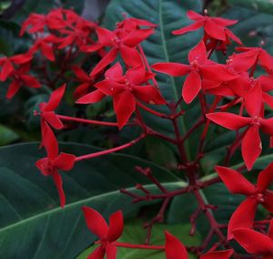 Close-up of red flowers blooming outdoors