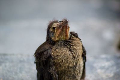 Close-up of a bird