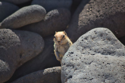 High angle view of lizard on rock