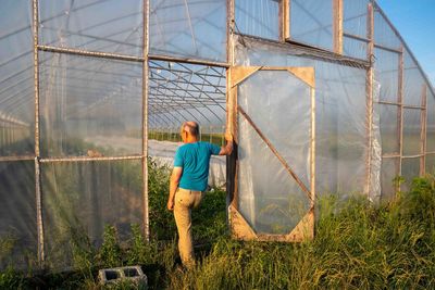 Farmer in greenhouse door inspects interior rows of organic vegetables