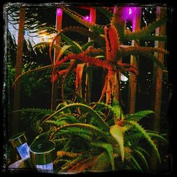 Illuminated plants at night