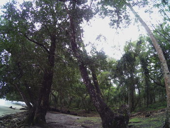 Trees in forest against sky