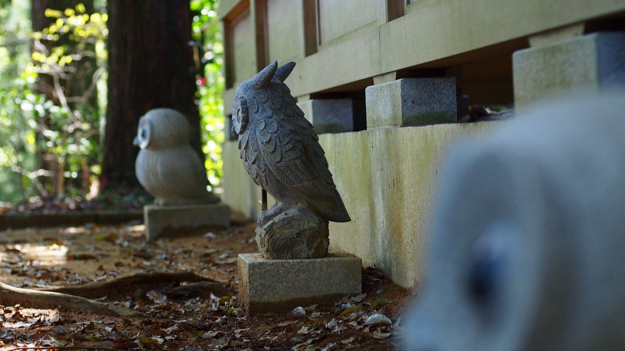 bird, animal themes, one animal, animals in the wild, wildlife, perching, pigeon, focus on foreground, built structure, architecture, building exterior, day, nature, tree, side view, outdoors, full length, no people, beak, close-up