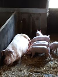 View of a dog resting