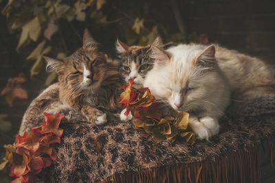 Portrait of cat sleeping on leaves