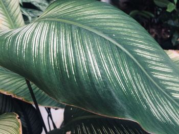 Close-up of leaf