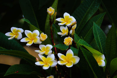 Close-up of yellow flowering plant