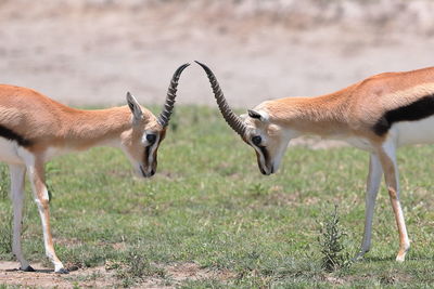 Side view of deer on land