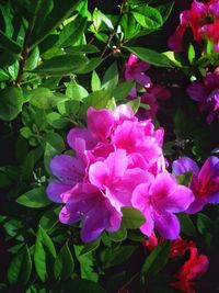 Close-up of pink flowers