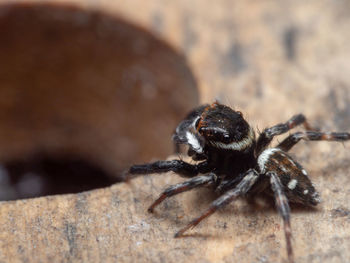 Close-up of spider