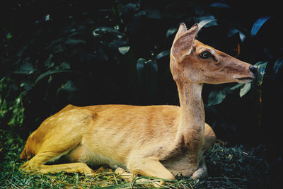 View of a dog looking away