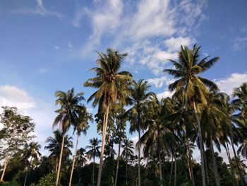 Low angle view of palm trees against sky