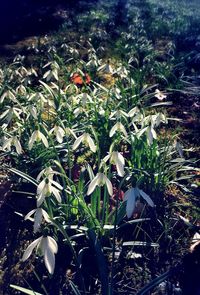 Plant growing in the dark