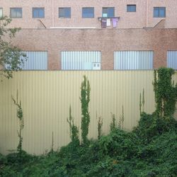Trees in front of building