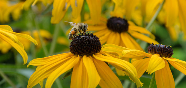 Close-up of honey bee pollinating on yellow flower