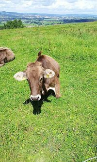 Cows grazing in pasture