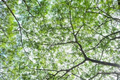 Low angle view of trees in forest