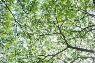 Low angle view of trees in forest