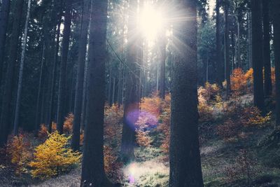 Sunlight streaming through trees in forest during autumn