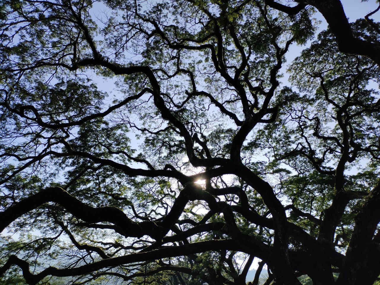 LOW ANGLE VIEW OF TREES AGAINST SKY