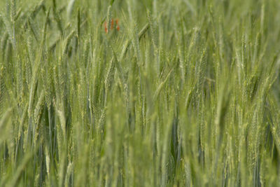 Full frame shot of wheat field