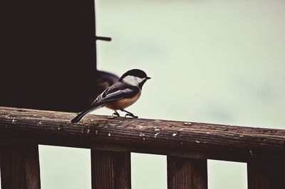 Sparrow perching on railing