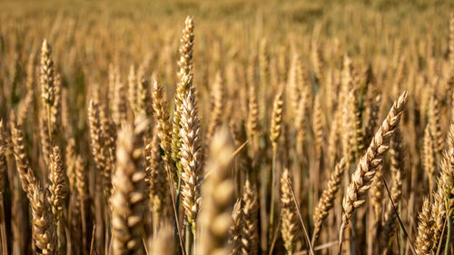 Close-up of wheat growing on field