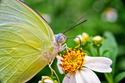 Close-up of butterfly pollinating on flower