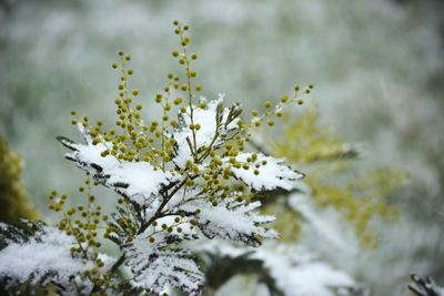 Close-up of snow on mimosa plant