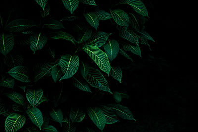 Close-up of fern leaves against black background