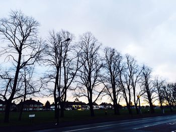 Bare trees along road