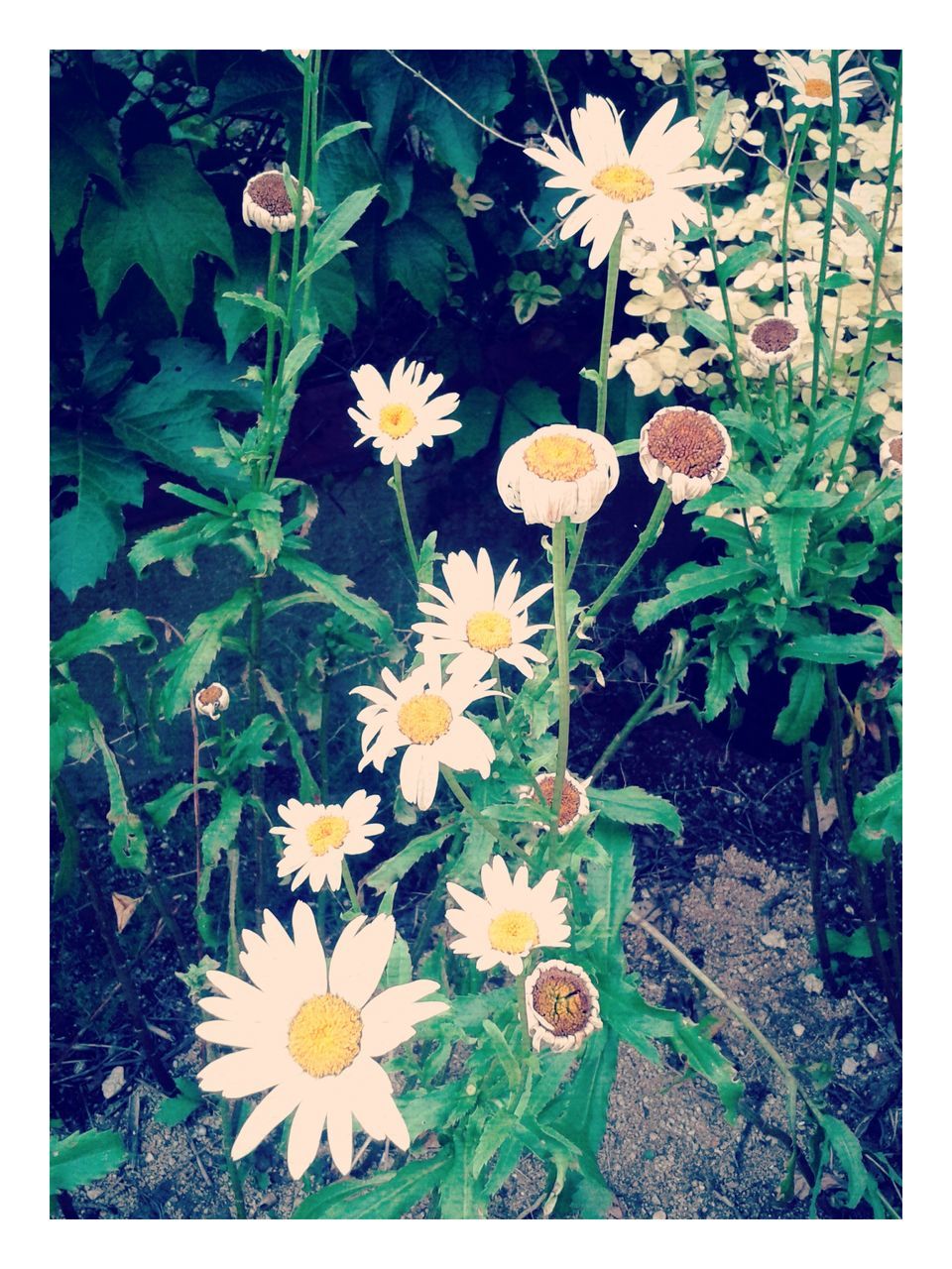 transfer print, flower, freshness, fragility, growth, auto post production filter, petal, flower head, plant, leaf, beauty in nature, nature, high angle view, blooming, yellow, green color, white color, in bloom, close-up, daisy