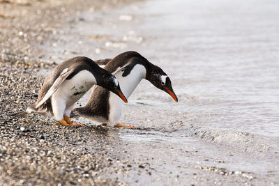 Close-up of penguin at beach