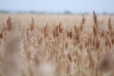 Close-up of stalks in field against the sky