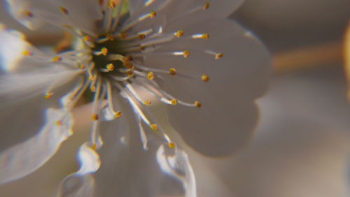 Close-up of pink flower blooming outdoors