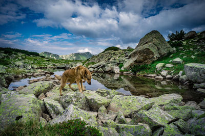Panoramic view of green landscape against sky
