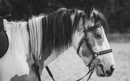 Close-up of horse