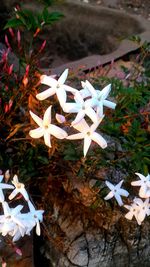 Close-up of flowers