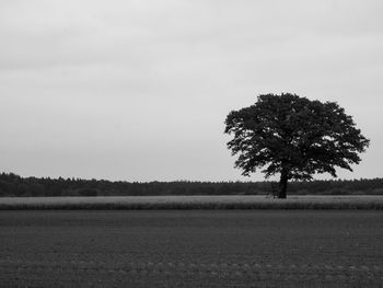 Tree on field against clear sky