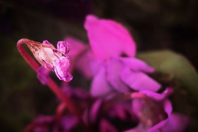 Close-up of wet pink flowering plant