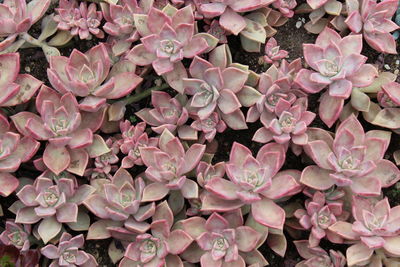 Full frame shot of pink succulents