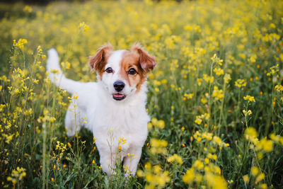 Cute small jack russell dog outdoors in yellow flowers meadow. spring time, happy pets in nature