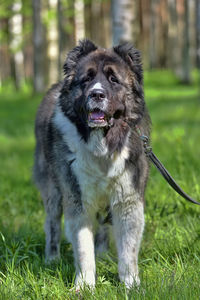 Portrait of dog on field